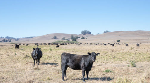 Cattle enjoying the pastures of McDowell Ranch, Marin County