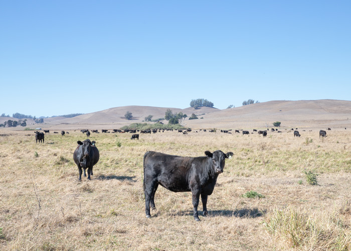 Cattle enjoying the pastures of McDowell Ranch, Marin County