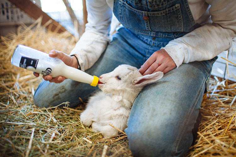 Person feeding a baby goat with a bottle of milk at a farm event