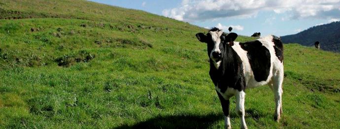 Marin's Love Affair With Dairy - Marin Agricultural Land Trust