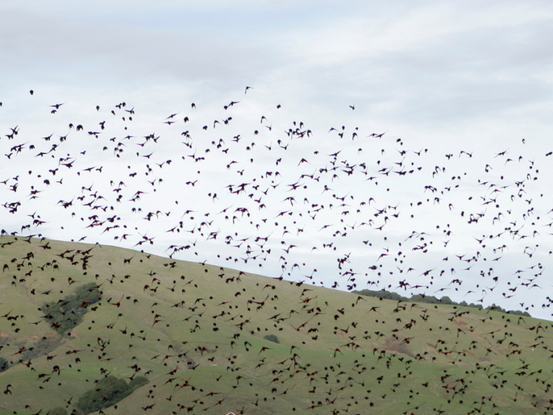 birds over the hills
