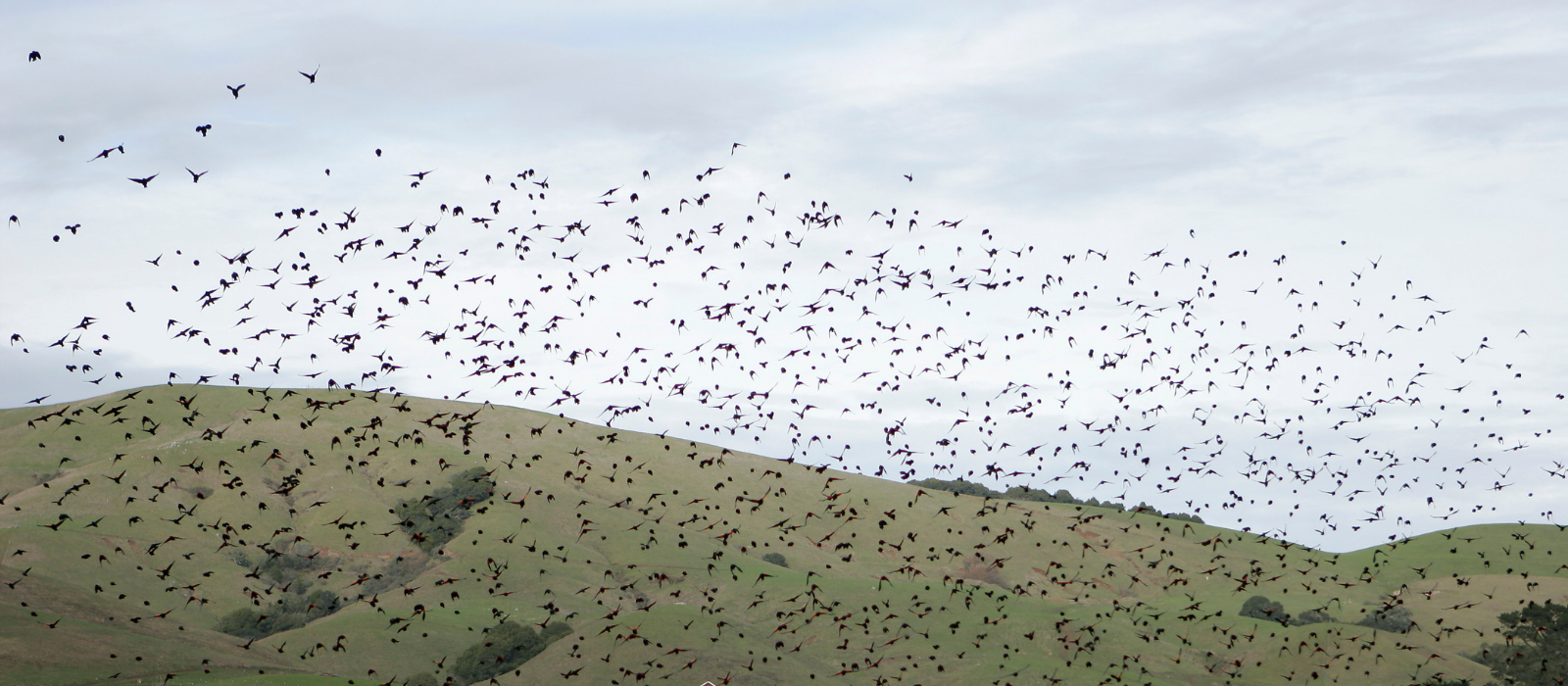 birds over the hills