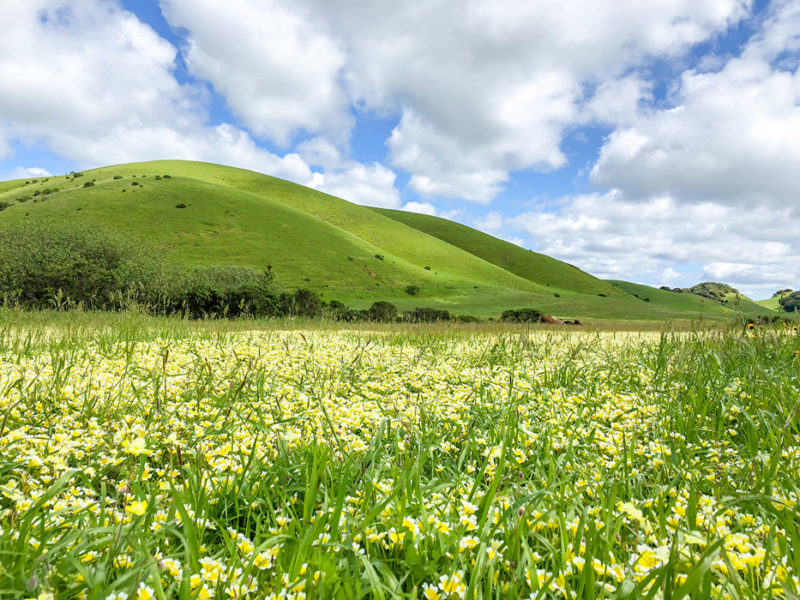 Ilemorini ranch