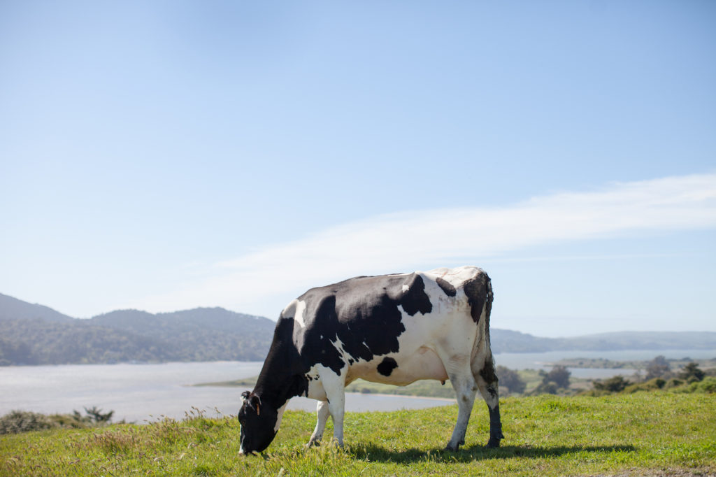 Point Reyes Farmstead Cheese Cow