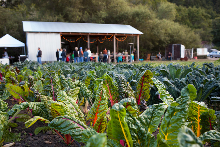 Rows of green swiss chard farm crops on Fresh Run Farms during a Field to Fork event, an example of a climate-smart buy-local strategy.