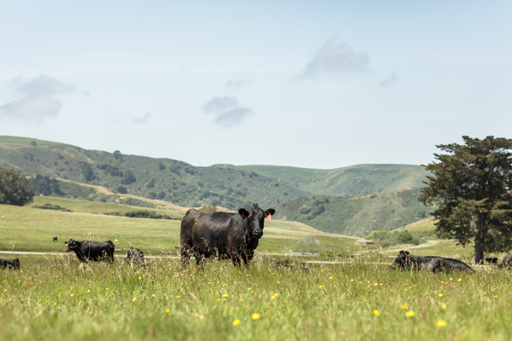 Marin County cow enjoying the green grass - MALT