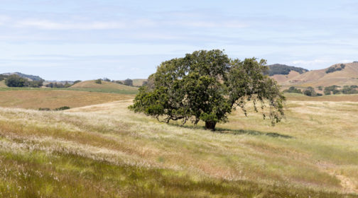Oak tree surrounded by grassland, Marin County - MALT
