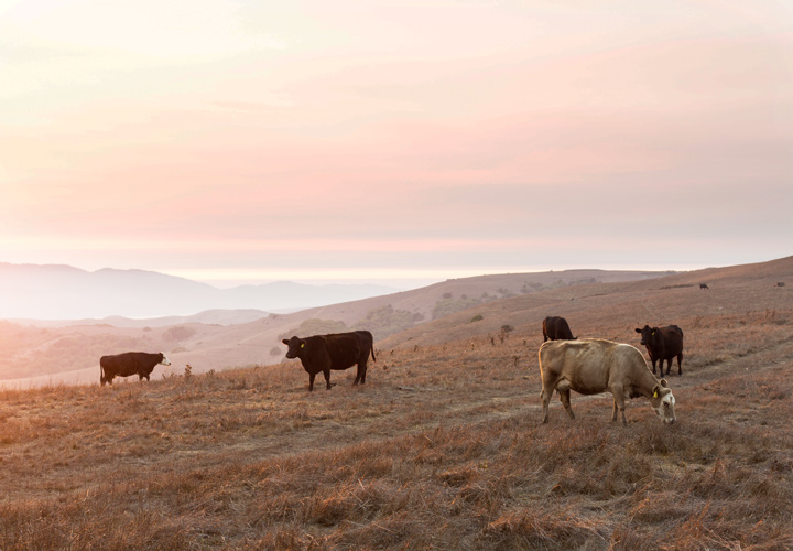 Cows grazing dry pasture, drought Marin County - MALT