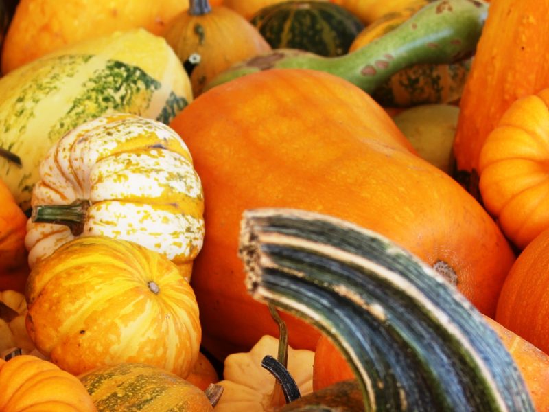 assorted green, orange, and yellow pumpkins and gourds