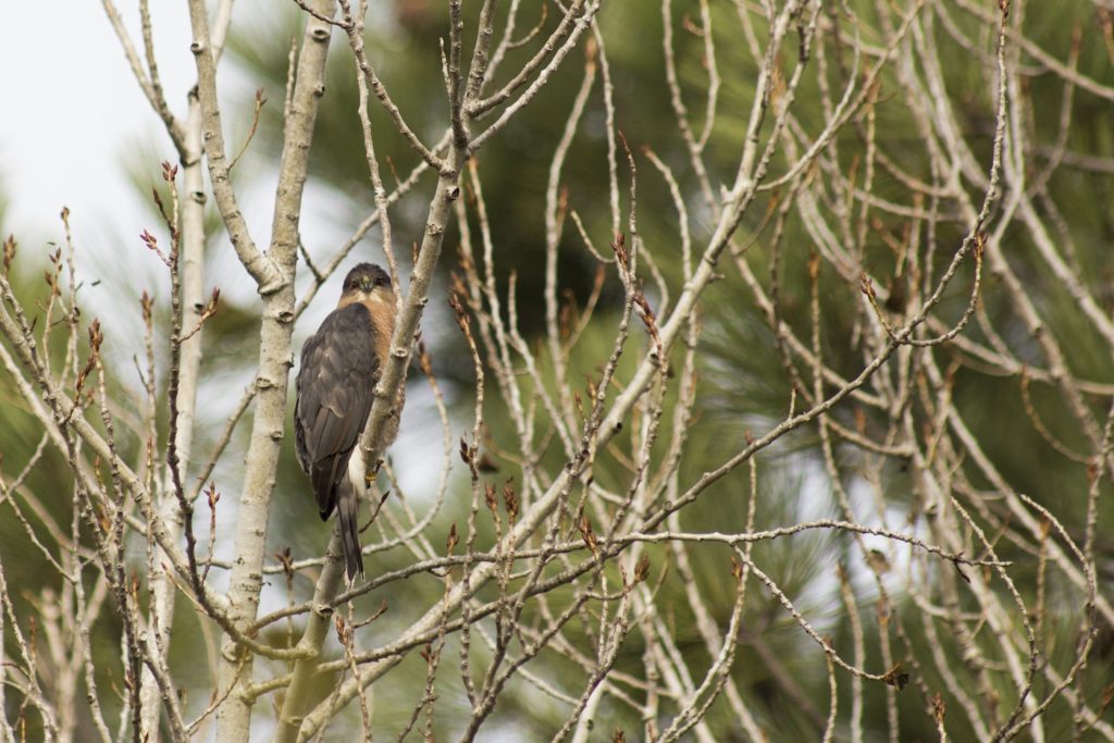 A brown Cooper's hawk perched on the branches of a tree, which is what you may see on a hike, walk, or nature talk.
