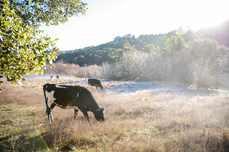 Marin County dairy cow grazing - MALT