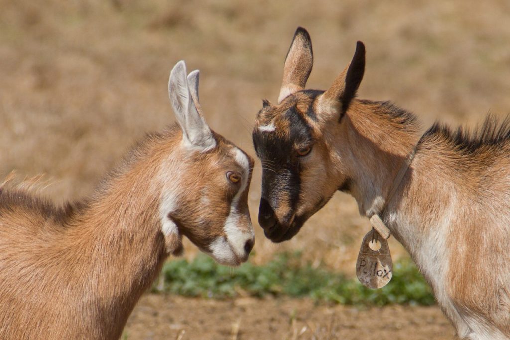 Two brown goats square off with one another at a farm tour event on the land at Toluma Farms in Marin. 