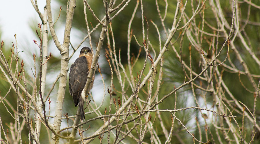 Wildlife in Marin - Hawk