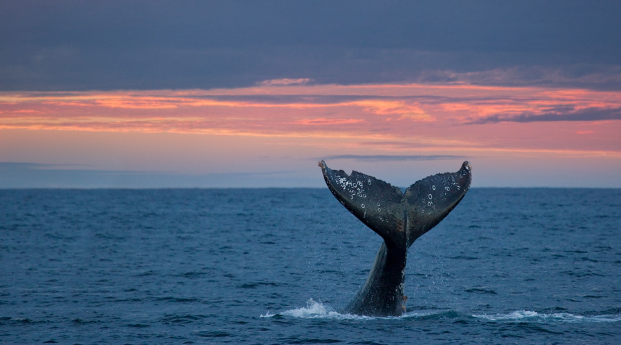Wildlife in Marin - whale