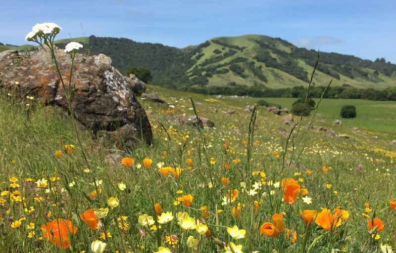 Wildflowers at Leiss Ranch at a hike event in Marin.
