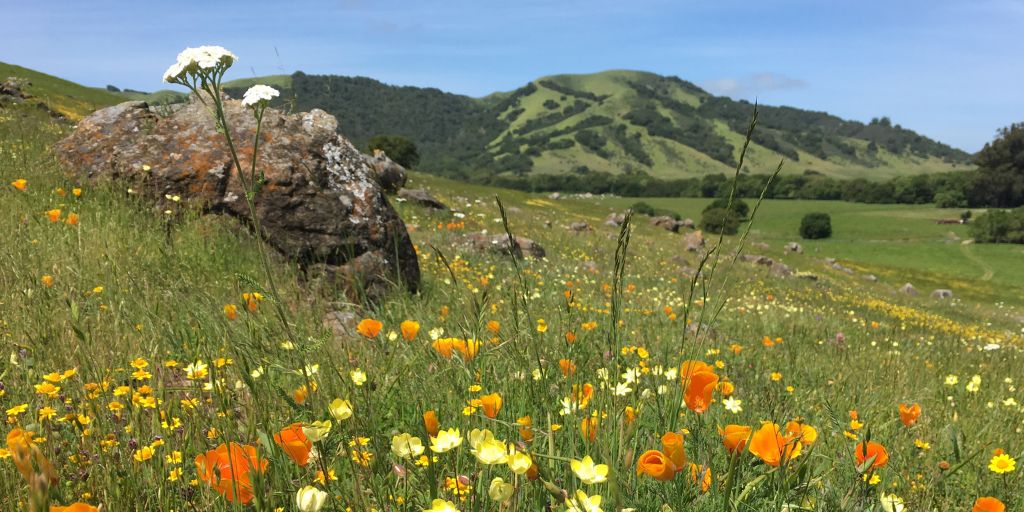 Wildflowers at Leiss Ranch at a hike event in Marin.