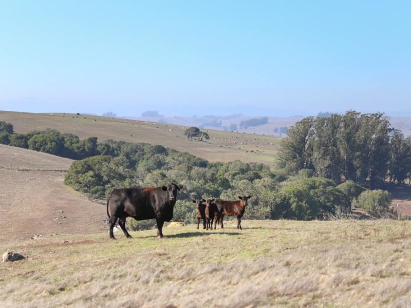 The view from the Duncan Ranch, with a heifer cow and two calves. - MALT