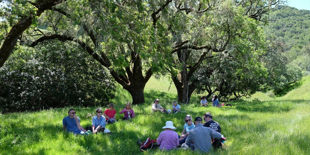 People in small groups, sitting in long green grass beneath a cluster of large trees in the shade, during an outdoor event in Marin. 