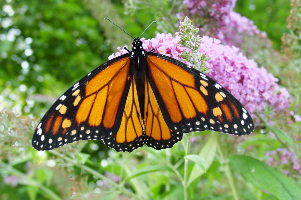 Monarch butterfly sitting on some flowers. 