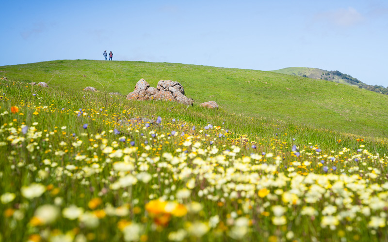 Wildflowers bloom amid a MALT-protected ranch - 30x30 initiative - MALT