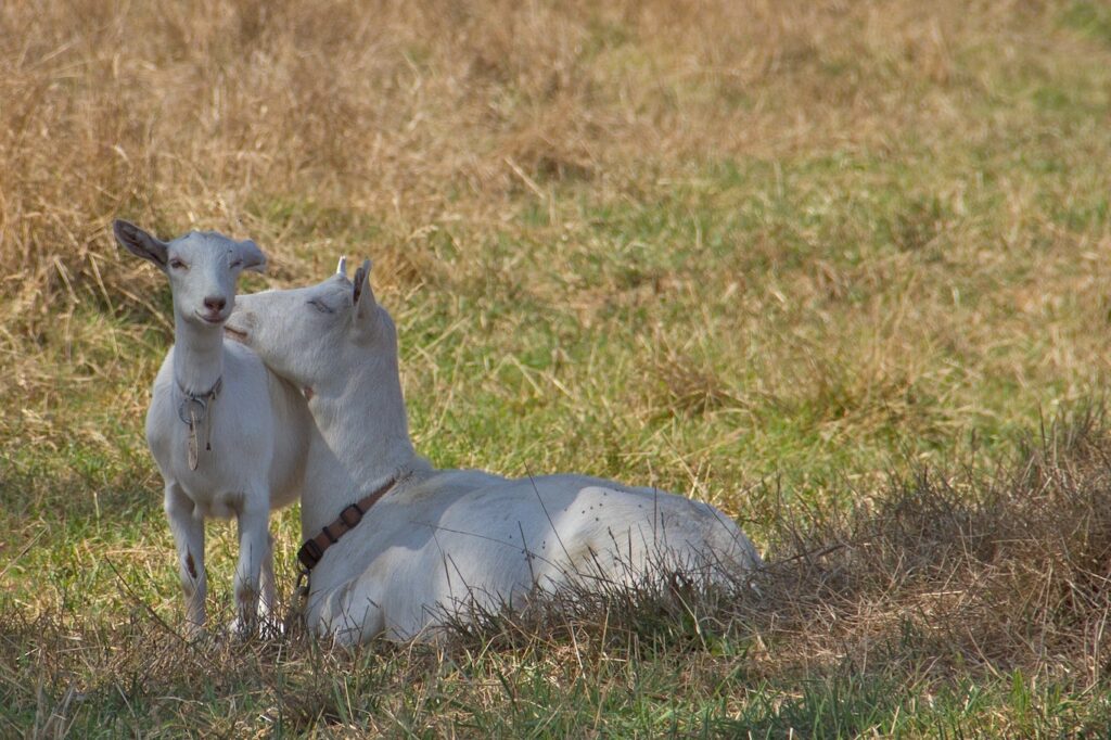 mom and baby goat sit in green and gold grass at Toluma Farms in Marin. 