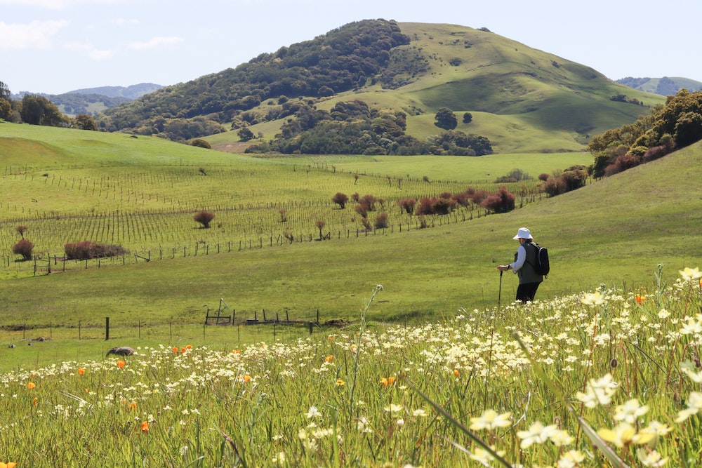 A hiker walks down a green hillside dotted with white and yellow wildflowers at Leiss Ranch outside Petaluma. 