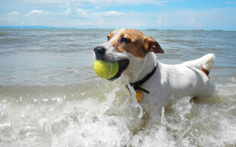 Small dog with a ball in his mouth enjoying the beaches of Marin County - MALT