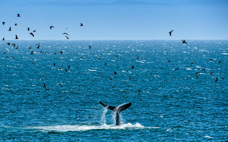Humpback whale off the coast of California - summer wildlife - MALT