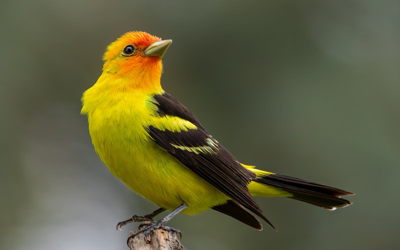 Western tanager perched - summer wildlife in Marin County - MALT