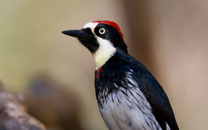 Acorn woodpecker - one of Marin's most active summer wildlife - MALT