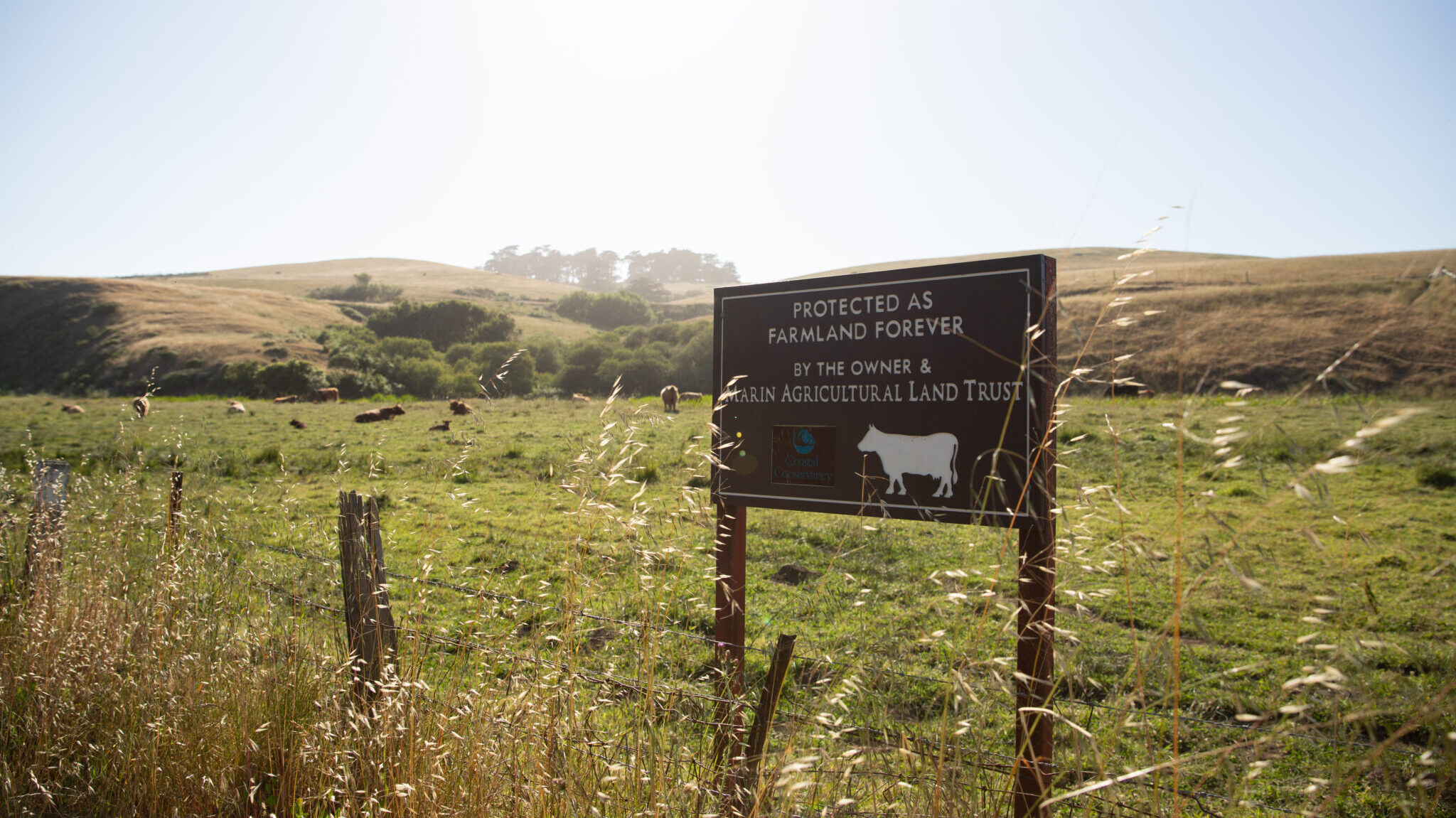 A dark brown wooden sign stands in a green field with cattle and hills in the background. Sign reads "Protected as farmland forever by the owner and Marin Agricultural Land Trust." 