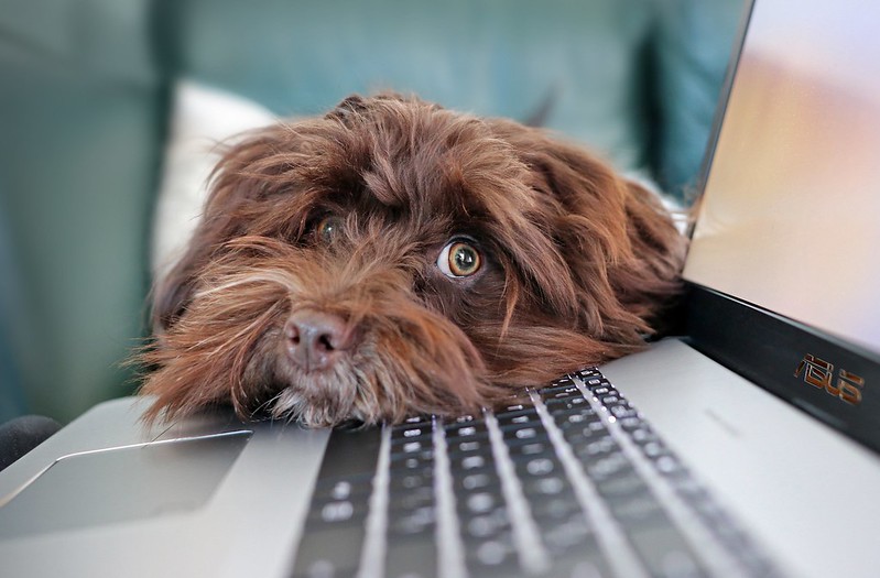 Cute brown dog lies its head on the keyboard of a laptop. From Lev Akulov at schattenbank.info via Flickr Creative Commons.