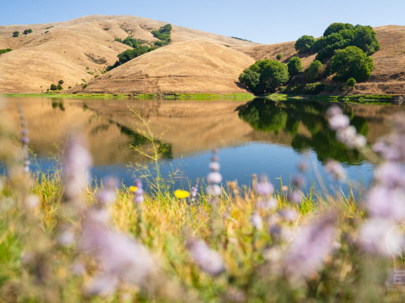 Photo of golden hillsides in the background over a placid body of water, with purple lupin blurred in the foreground. Photo by Jeff Lewis for MALT, taken at Dolcini Red Hill Ranch in Marin County.