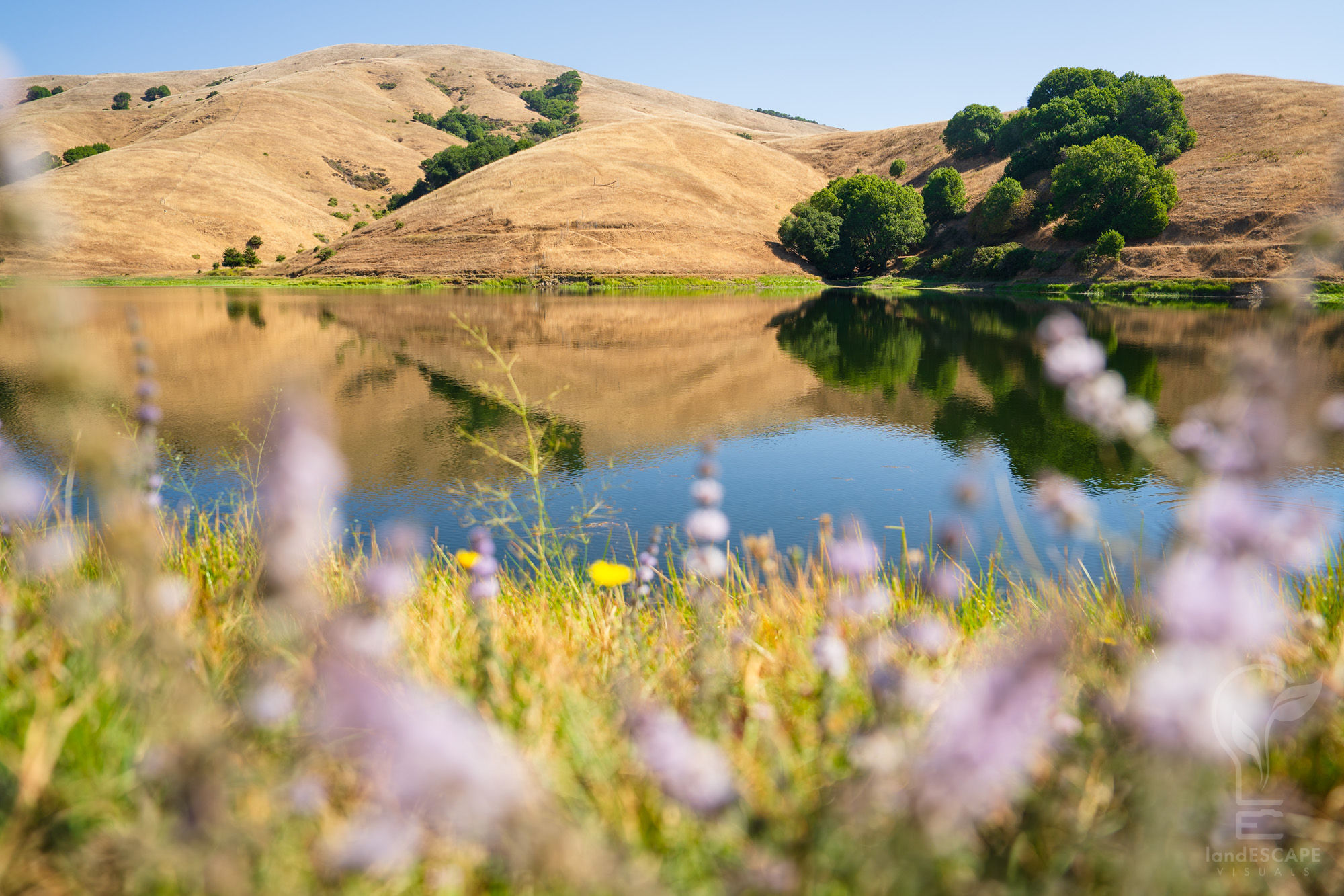Photo of golden hillsides in the background over a placid body of water, with purple lupin blurred in the foreground. Photo by Jeff Lewis for MALT, taken at Dolcini Red Hill Ranch in Marin County.