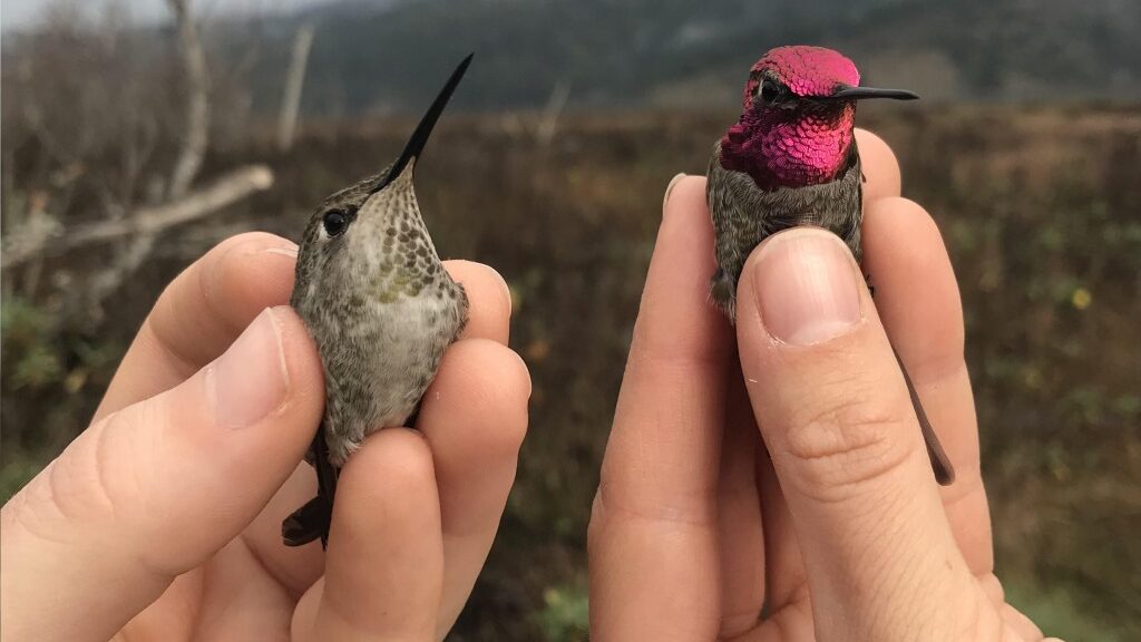 Two Anna's hummingbirds (a brown female and a fuscia-headed male), being held in the hands of two birders. Photo via Point Blue Conservation Science.