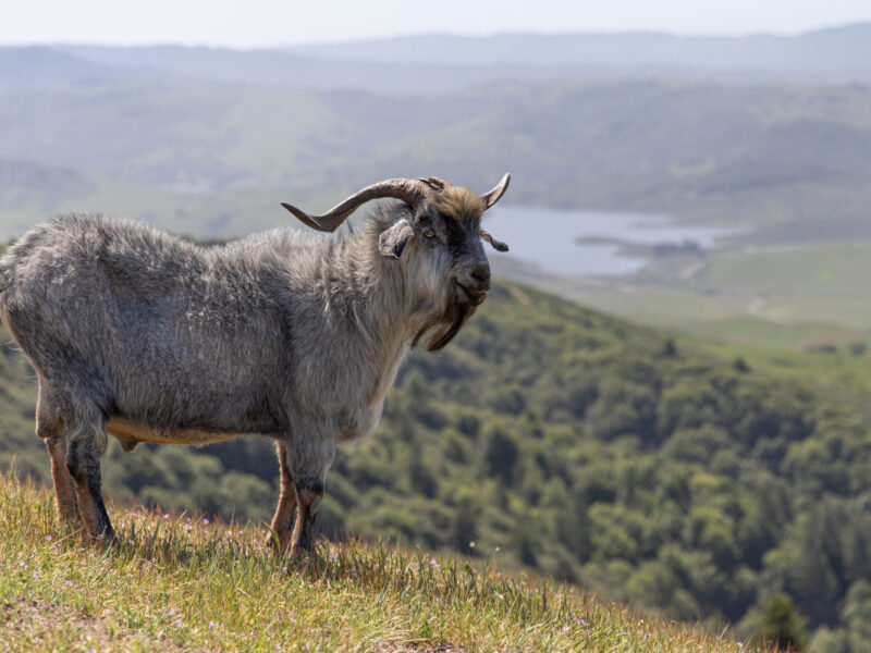 Spanish goat grazing in West Marin - MALT