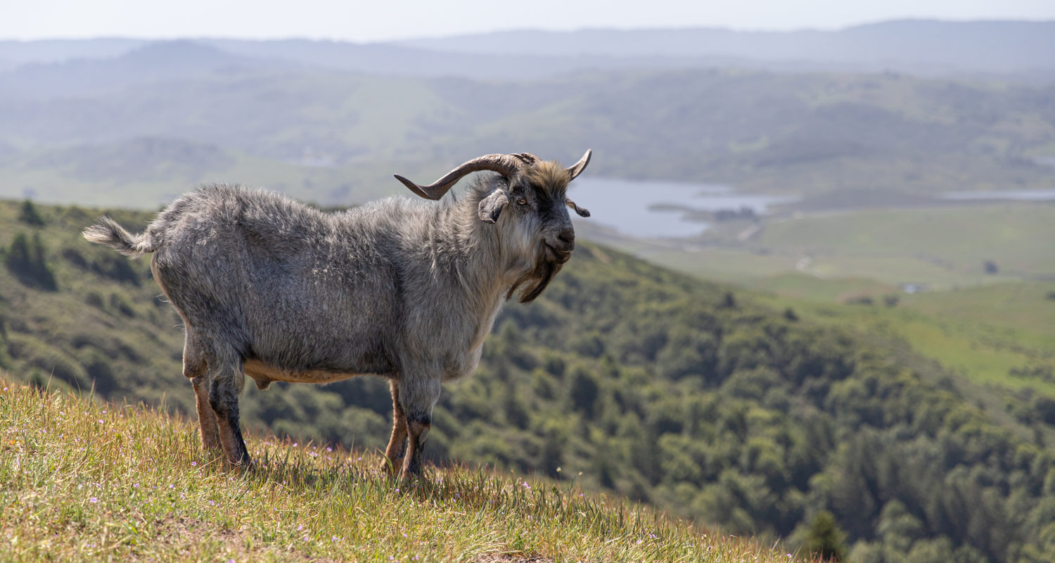 Spanish goat grazing in West Marin - MALT