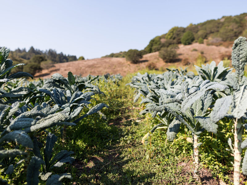 Rows of kale and leafy greens with hills rising in the background - MALT