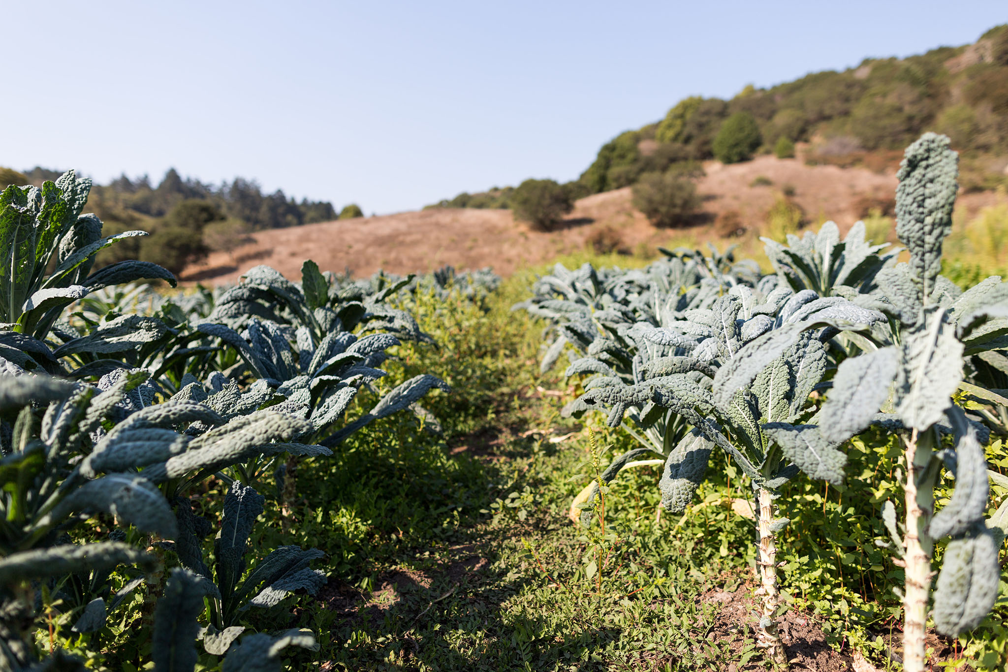 Rows of kale and leafy greens with hills rising in the background - MALT
