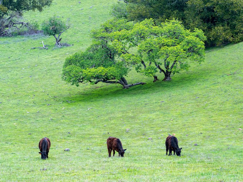 Cows grazing grass in oak woodland - MALT