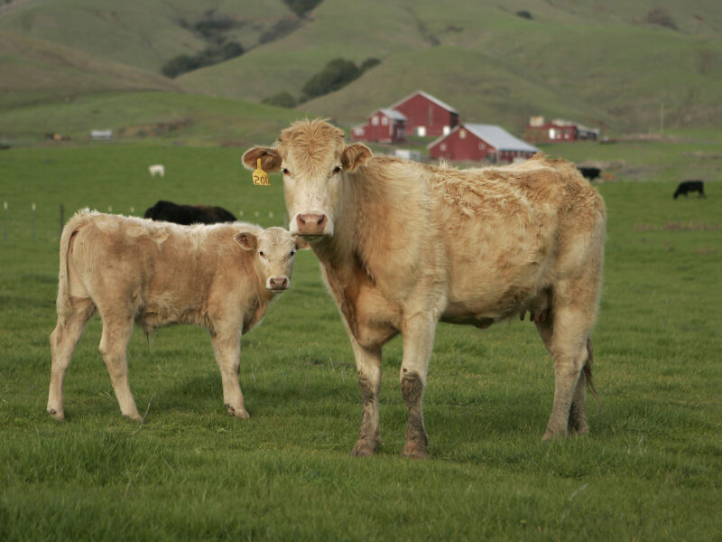A cow and her calf stand in the foreground with a red barn and lush, green hills rising in the background.