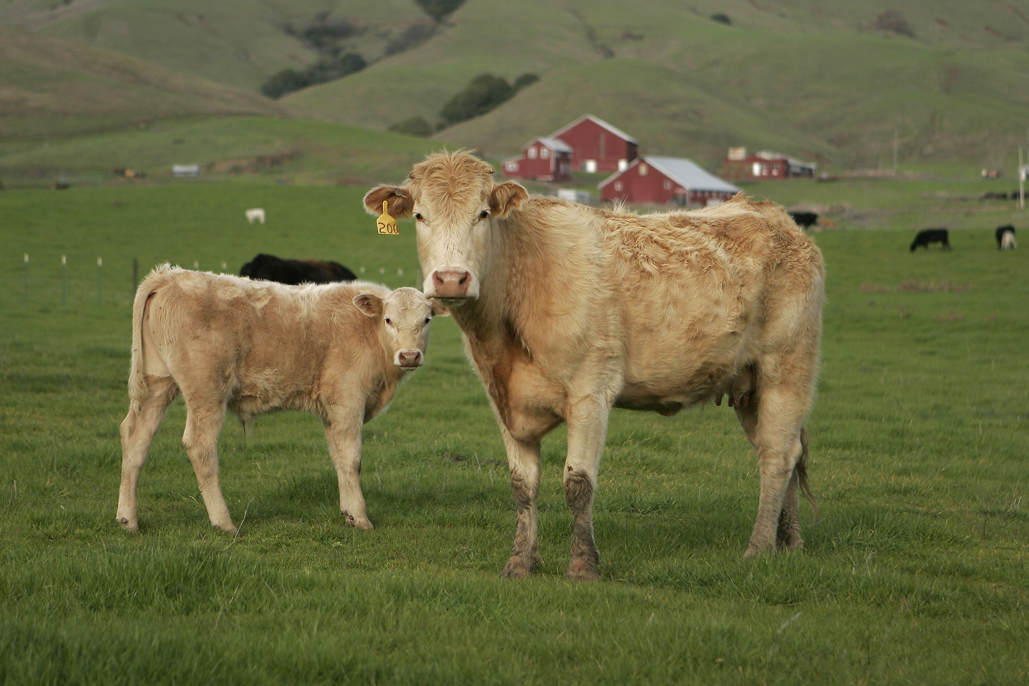 A cow and her calf stand in the foreground with a red barn and lush, green hills rising in the background.