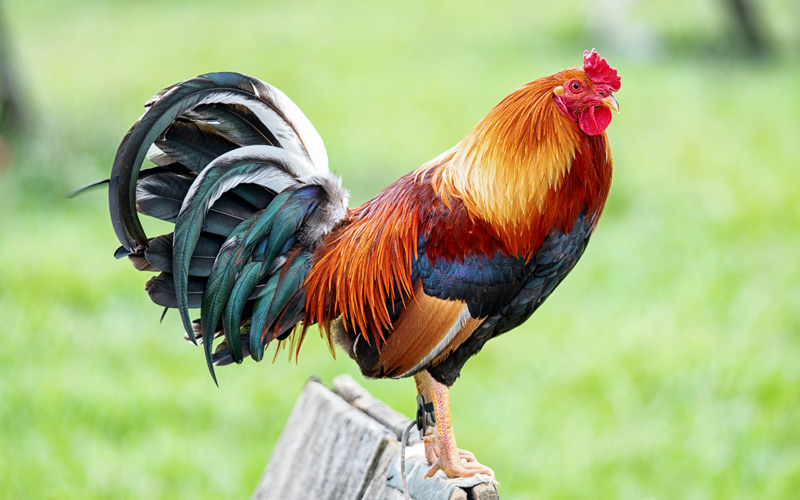 A rooster standing on top of a wooden fence.
