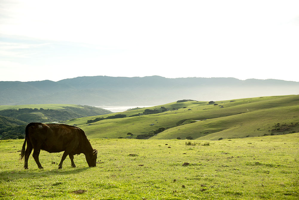 A cow grazes in a green valley with foggy hills in the background