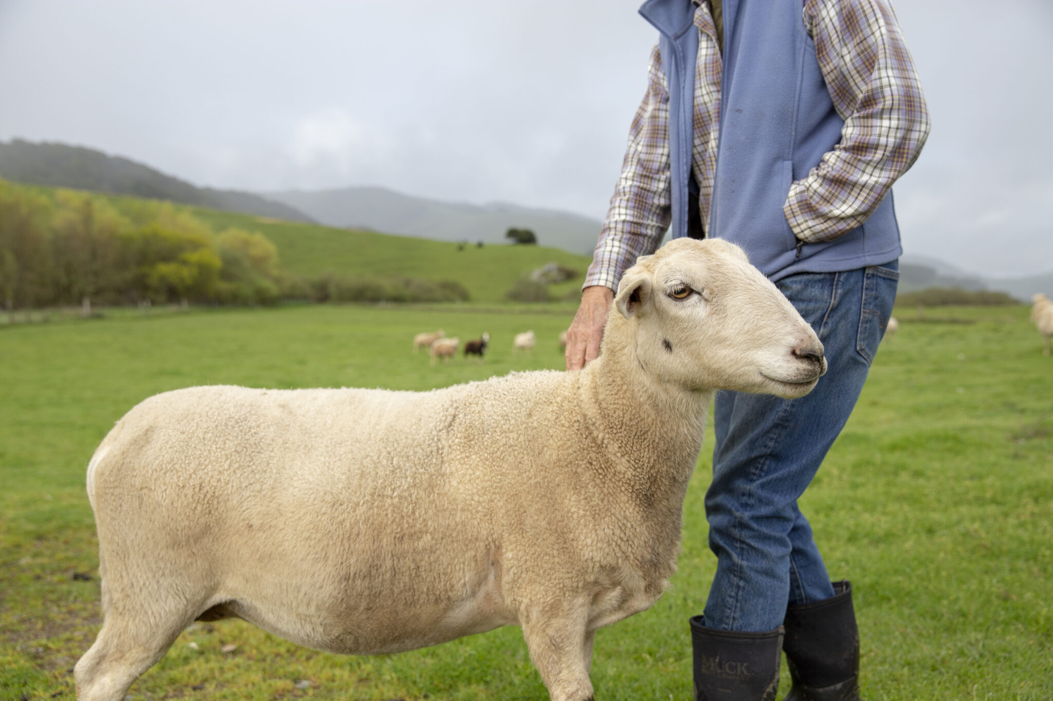 A Marin County rancher with one of her sheep. 