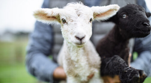 Baby lambs from the Jensen Ranch - MALT