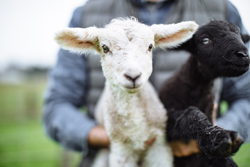 Baby lambs from the Jensen Ranch - MALT