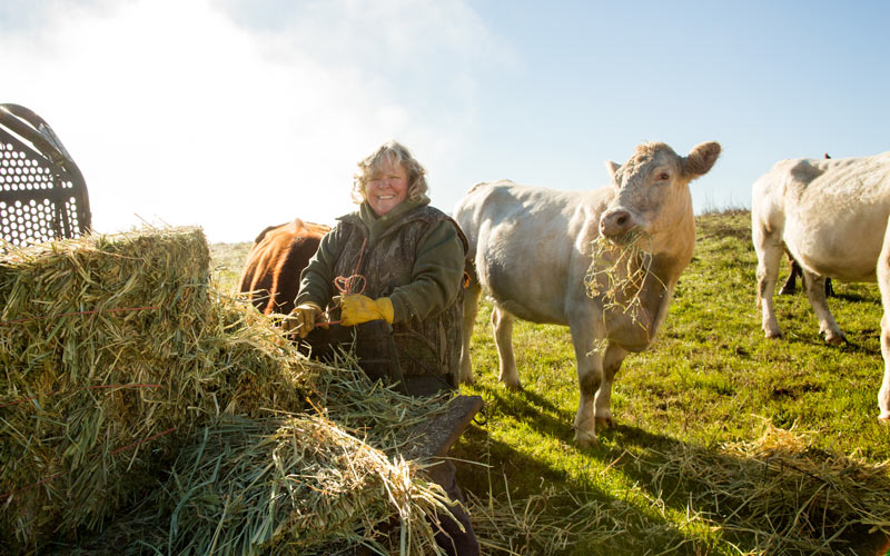 Katie Gallagher feeding cattle. 