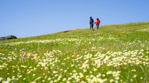 Couple enjoying the wildflower hiking near San Francisco - MALT