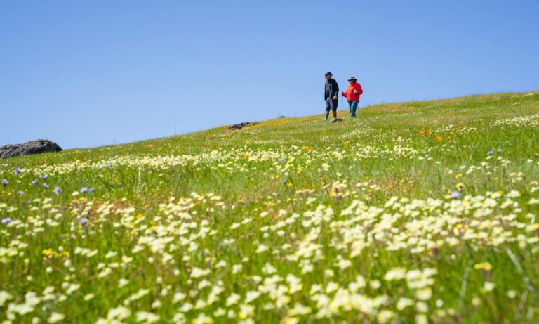 Couple enjoying the wildflower hiking near San Francisco - MALT